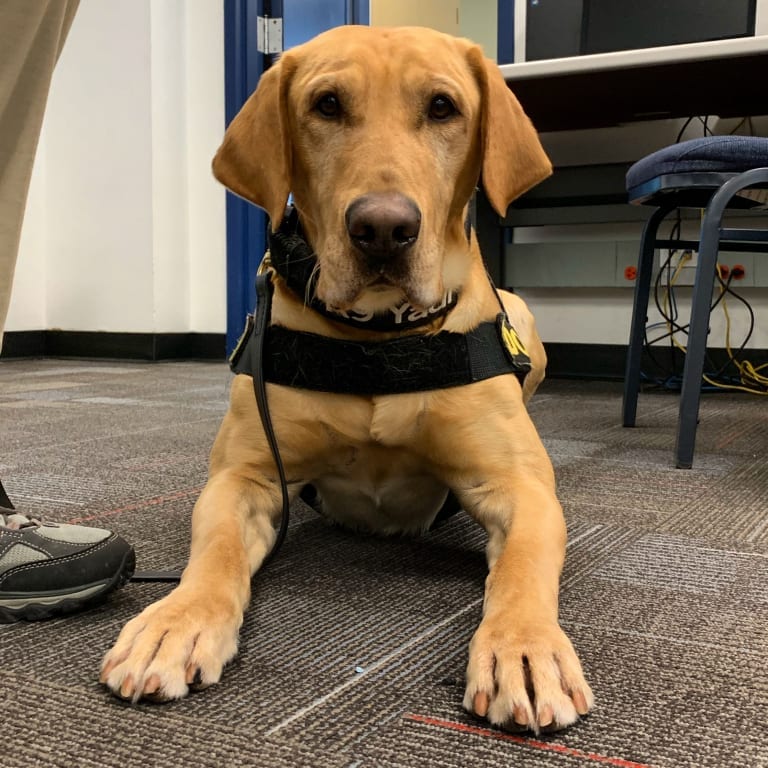 A yellow Labrador Retriever wearing a black vest with a leash lies on a carpeted floor, looking directly at the camera. The dog appears to be in a room with tables, chairs, and computer equipment in the background, likely from the K2 Solutions 2019 February Luncheon. The leg of a person is partially visible on the left.